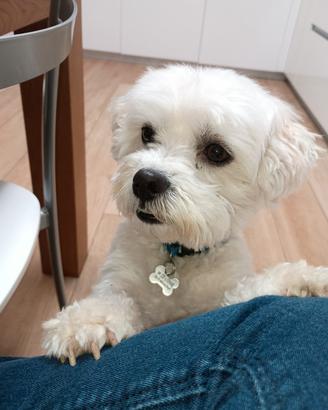 Maltese per accoppiamento