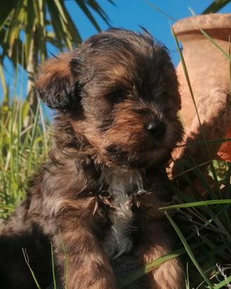 Cuccioli maltipoo