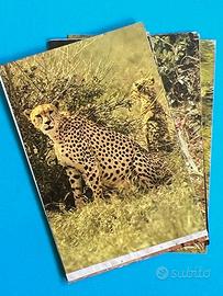 FAUNA SELVATICA 1973 COMPLETE SET Cards Figurine