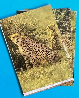 FAUNA SELVATICA 1973 COMPLETE SET Cards Figurine