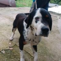 Cagnolino di taglia media grande