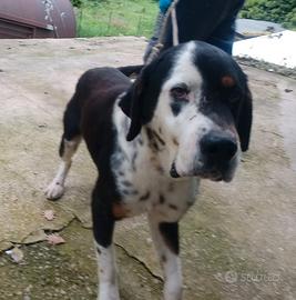 Cagnolino di taglia media grande