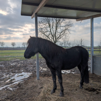 Cavallo di monterufoli