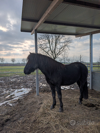 Cavallo di monterufoli