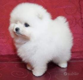 Spitz di pomerania