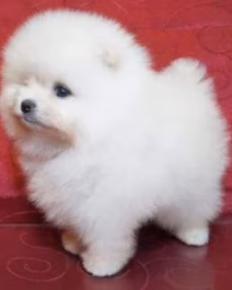 Spitz di pomerania