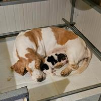 Cuccioli bassethound basset hound