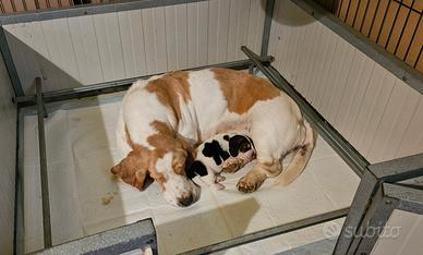 Cuccioli bassethound basset hound
