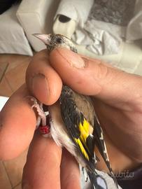 Cardellino