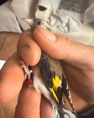 Cardellino