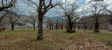 Giffoni V.P. Terreno di 2 ettari, Castagneto