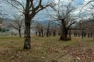 Giffoni V.P. Terreno di 2 ettari, Castagneto