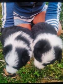 Cuccioli border collie maschi rimborso spese