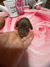 Bassotto cioccolato nano