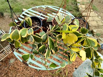Piante tropicali "Hoya Kerry Variegata"