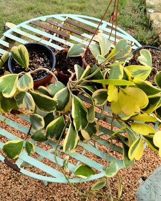 Piante tropicali "Hoya Kerry Variegata"
