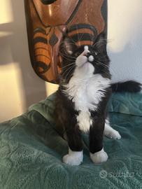Cucciola di Maine Coon