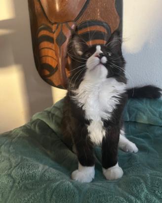 Cucciola di Maine Coon