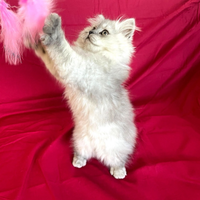 Gatto Persiano