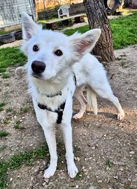 Cucciolo volpino mix piccolo in adozione