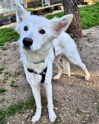 Cucciolo volpino mix piccolo in adozione