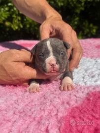 Cuccioli di Amstaff blue
