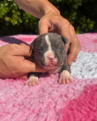 Cuccioli di Amstaff blue