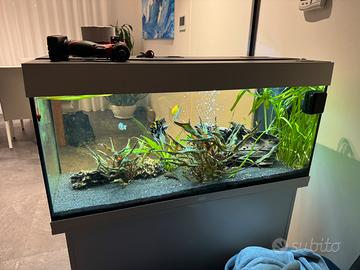 Acquario juwel 180 litri