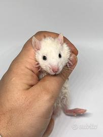 Ratti da compagnia a Brescia