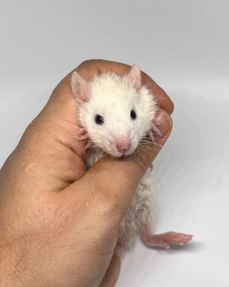 Ratti da compagnia a Brescia