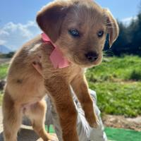 Cucciola femmina mix Labrador due mesi