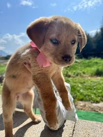 Cucciola femmina mix Labrador due mesi