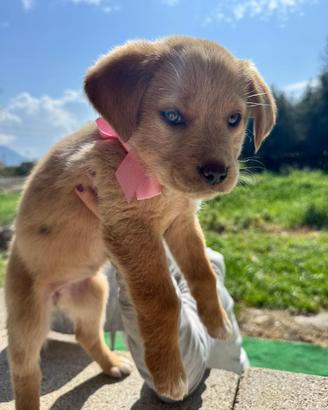 Cucciola femmina mix Labrador due mesi