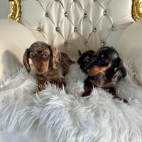 Bassotti kaninchen