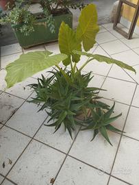 pianta aloe vera
