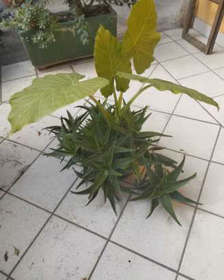 pianta aloe vera