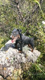 Jag terrier