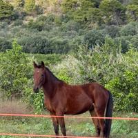 Puledro