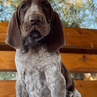 Bracco Italiano cucciolo maschio