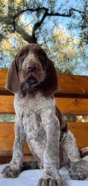 Bracco Italiano cucciolo maschio