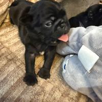 Cuccioli di Carlino colore Sabbia o Nero