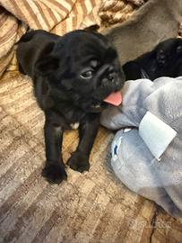 Cuccioli di Carlino colore Sabbia o Nero