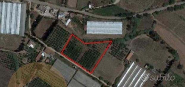 Terreno agricolo con agrumeto di mandarini