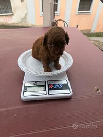 the mini mini toys