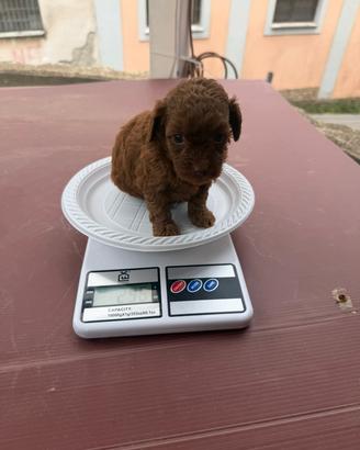 the mini mini toys