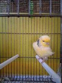 Canarini Gloster consort maschi