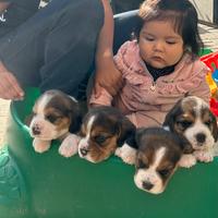 Cuccioli Beagle tricolori con Pedigree ENCI