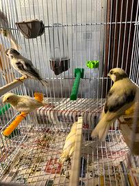 Canarini Novelli 2026