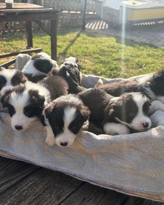 Cuccioli di Border Collie