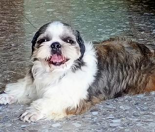 Shih tzu